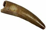 Juvenile Fossil Spinosaurus Tooth - Real Dinosaur Tooth #296982-1